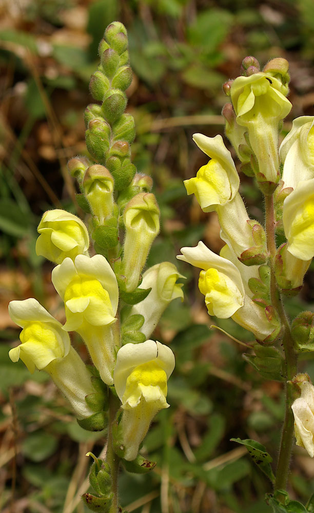 Antirrhinum latifolium / Bocca di Leone gialla